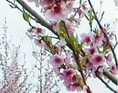 Ferskenblomster