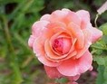 Lyser�d rose