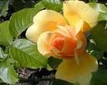 Gul rose