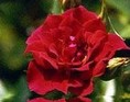 R�d rose