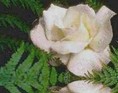 Hvid rose