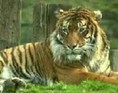Tiger i anlæg