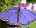 Sommerfugl