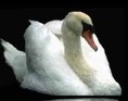 Svane