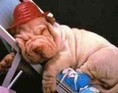 Afslappet hund