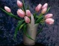 Tulipaner