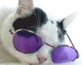 Cool kat