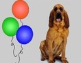Hundesang