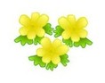 Eranthis