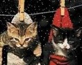 Kattesang