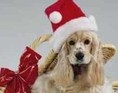 Julehund