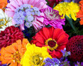 Sommerblomster