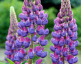 Violet lupiner